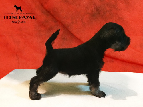 miniature schnauzer patuljasti snaucer
